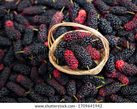 Mulberry in Viet Nam. Mulberry fruit in summertime. Fresh Mulberrys Royalty-Free Stock Photo #1709641942