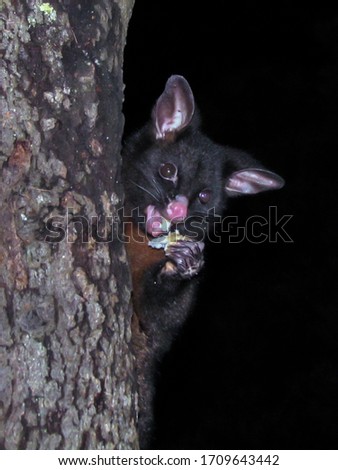 Possum on tree eating food
