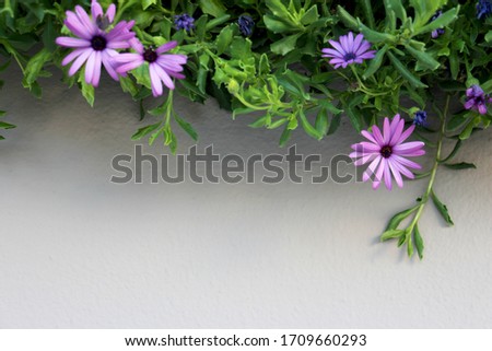 light purple flowers with a dark center with a large number of petals descend from above like creepers against a blurry beige plain color
