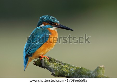 Kingfisher (Alcedo at this) common kingfisher, bird Royalty-Free Stock Photo #1709665585