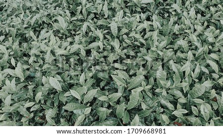 Picture of tea leaf edited. suitable for background usage