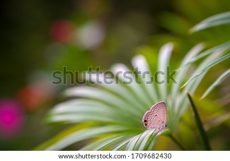 Grey Pansy butterfly on palm leaves. Green nature background. Copy space.