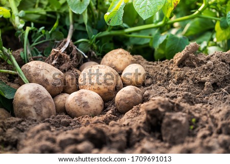Fresh organic potatoes in the field,harvesting potatoes from soil. Royalty-Free Stock Photo #1709691013