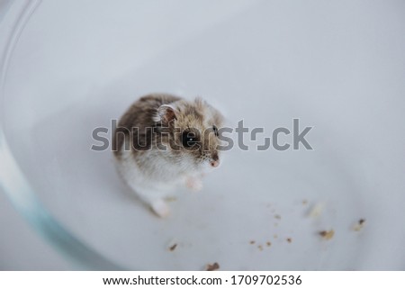 
Dzungarian hamster with walnuts and carrots