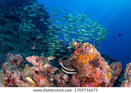 Colorful fish and corals on the reef
