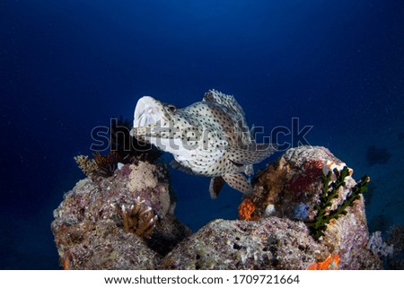 Fish and coral on the reef