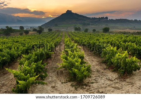 Vineyard with Davalillo castle as background at sunrise, La Rioja, Spain	
