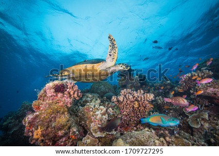 Green Sea Turtle on the reef