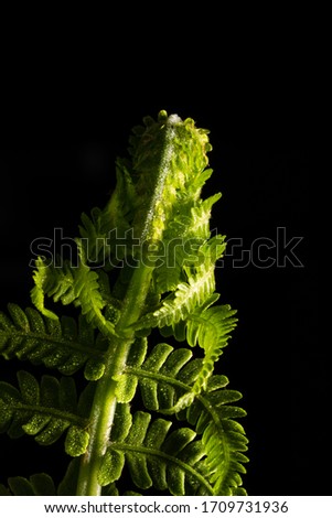 Green fern plant isolated on black background
