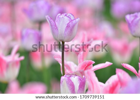 Pastel white and lilac tulips in a spring meadow