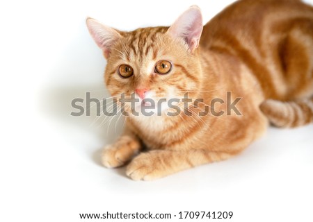 Funny young ginger cat looking at camera. Adorable orange pet. Cute tabby red kitten lies isolated on white background. 