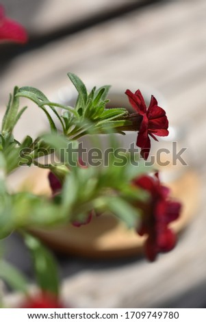 Beautiful red color flower shape