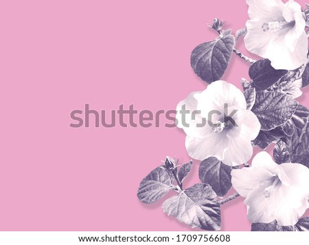 Abstract floral background with copy space for greeting card. Hibiscus flowers and leaves vintage monotone filter effect.
