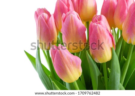 Tender tulips, design element for cards