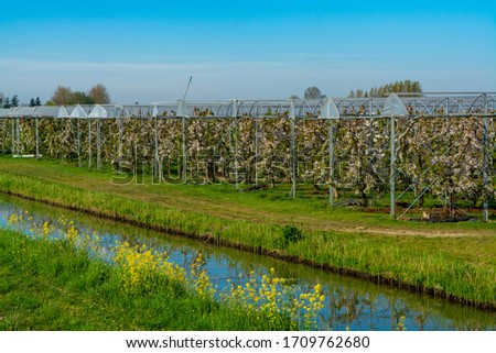 Rows of cherry trees with white blossom in fruit orchard with protection sytem from birds in sunny spring day, Betuwe, Netherlands