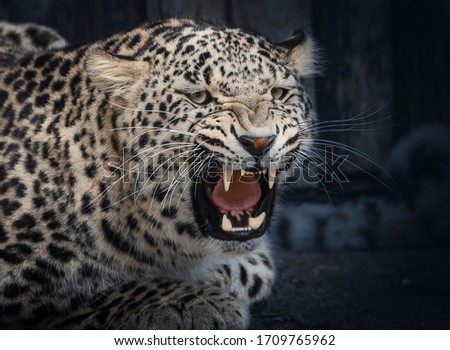 A large female Leopard in mid-roar with her teeth bared