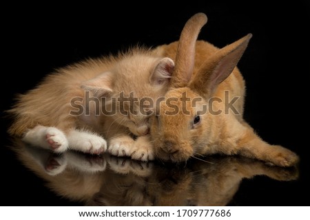 A Beautiful Orange cat kitten and orange-brown cute rabbit funny positions. Animal portrait isolated on black background.