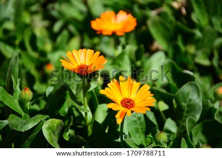 Orange flowers (Calendula).Calendula flowers on the sunny  day