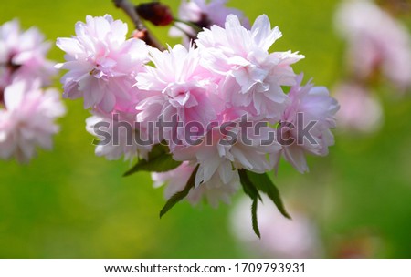 cherry blossom flower and sky clouds for natural background