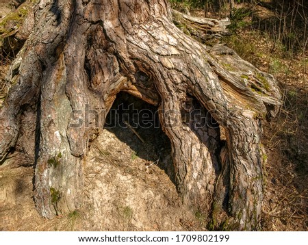 picture with thick pine roots, pronounced shadows