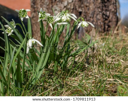 first spring flowers in the garden, green grass background