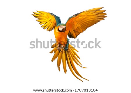 Colorful flying parrot isolated on white Royalty-Free Stock Photo #1709813104