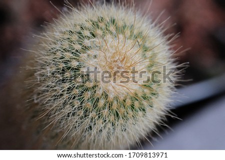 Macro shot of a cactus