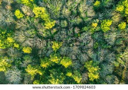 Amazing view aerial drone wood Ireland Cork County Irish forest green trees 