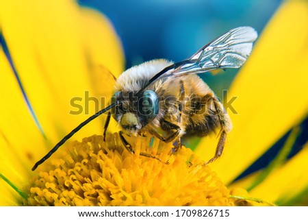 A bee. Macro picture of a bee on the yellow flower with a macro background 