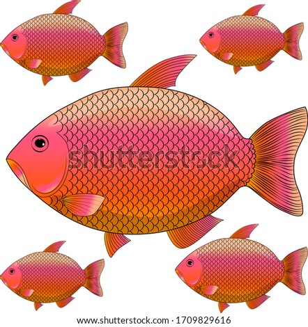  River fish, fishing as a sport. River carp with a large number of scales.