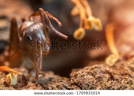 An Ant. Wood ant (Formica rufa) upper torso and head
