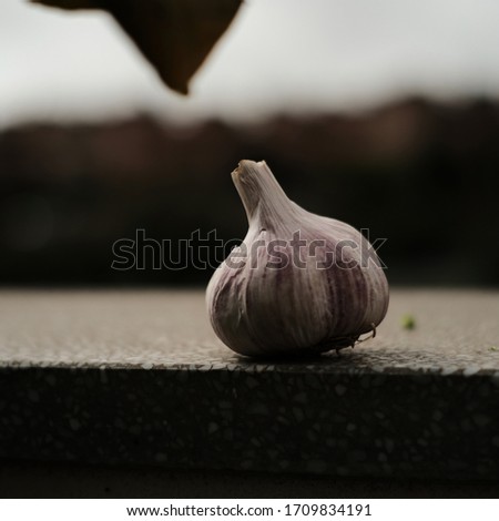 healthy food and ingredient. a garlic. photography made in an environment and with natural light to give the sensation of a fresh and natural product