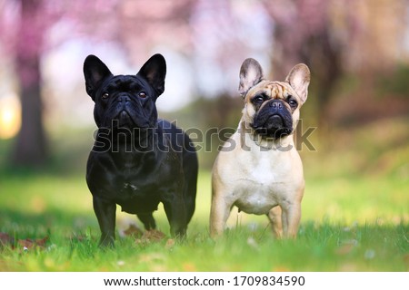 Two french bulldogs "frenchies" black and blond and cherry blossom background Royalty-Free Stock Photo #1709834590