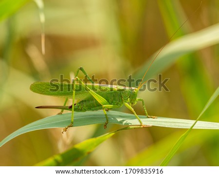 female great green bush-cricket (Tettigonia viridissima) on grass leaf, macro wildlife animal Royalty-Free Stock Photo #1709835916