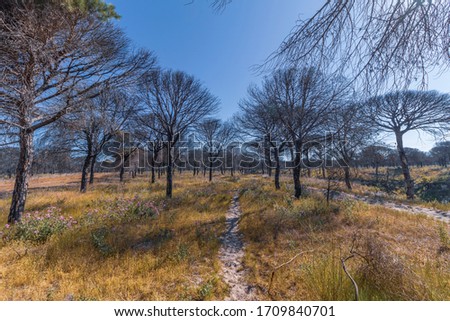 Dunes among pine forests in Donana, Spain