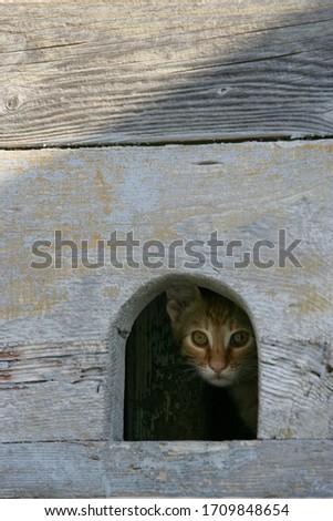 Kitten peeking out of a hole 