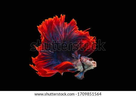 Rhythmic of Betta fish, siamese fighting fish betta splendens (Halfmoon red dragon betta ),isolated on black background.artistic pattern color
