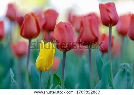 Selective focus of one single wild yellow tulip between orange red tulips in the field during spring season, Colourful of flowers in the garden, Nature floral background, Netherlands.