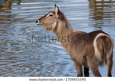 Waterbuck standing in the water.