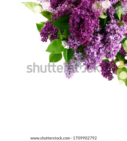 Fresh lilac flowers twig over white background