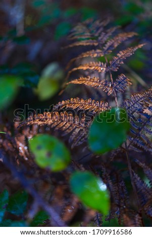 Ferns in beech forest in autumn within Tobia river valley in La Rioja Autonomous Community of Spain