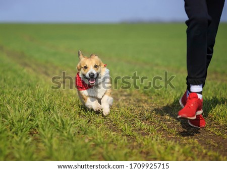 portrait Golden a puppy a dog a Corgi and a girl run amicably on a spring green meadow on a Sunny  morning