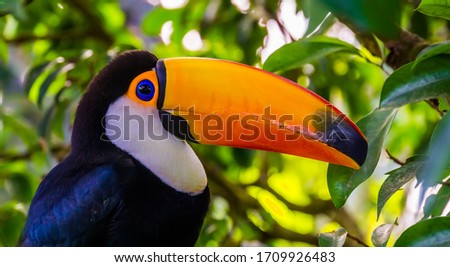 closeup portrait of the face of a toco toucan, tropical bird specie from America