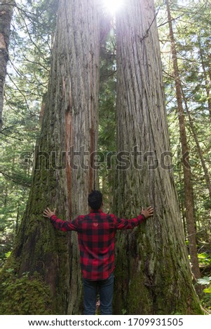 dark-haired man in a red and black plaid shirt hugs the trunks of huge trees in a forest