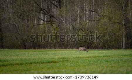 Young roe deers feeding on the agriculture field, early morning before sunrise (high ISO image)