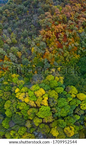 Ash trees in autumn within a deciduous forest around the Monastery of Valvanera in La Rioja Autonomous Community of Spain in Europe
