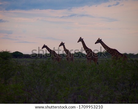 Giraffes at sunrise in Namibia's Etosha National Park         