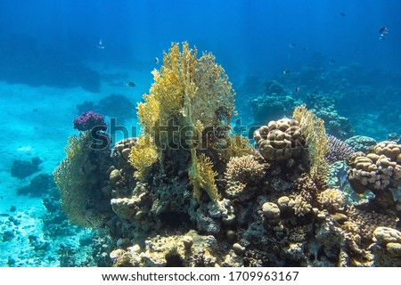 Coral Reef In Red Sea, Egypt. Blue Turquoise Ocean Water, Different Types Of Hard Corals. Branching Fire Coral, Horn Coral, Brain Coral. Underwater Diversity.