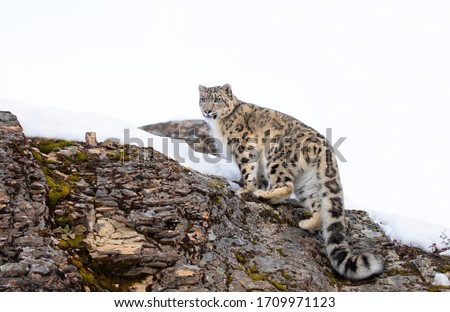 Snow Leopard Stock Photos And Images Avopix Com