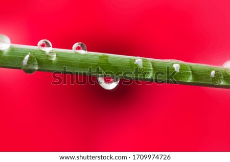 Close-up drops of water on a stem of grass. Flowers macro photography. Nature background.